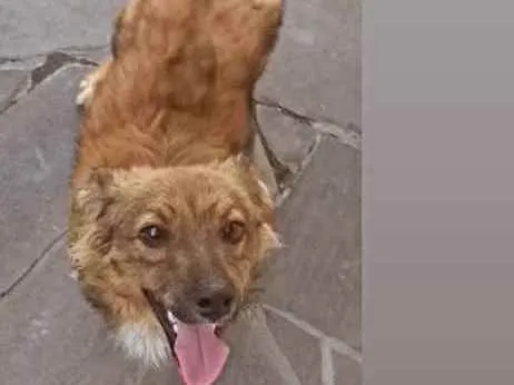 Cachorro ra a Vira lata idade 1 ano nome Kike