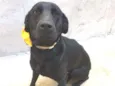 Pretinha