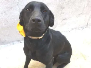 Cachorro raça SRD-ViraLata idade 1 ano nome Pretinha