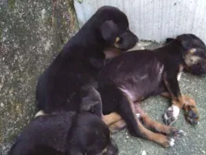 Cachorro raça SRD idade Abaixo de 2 meses nome 3 marias