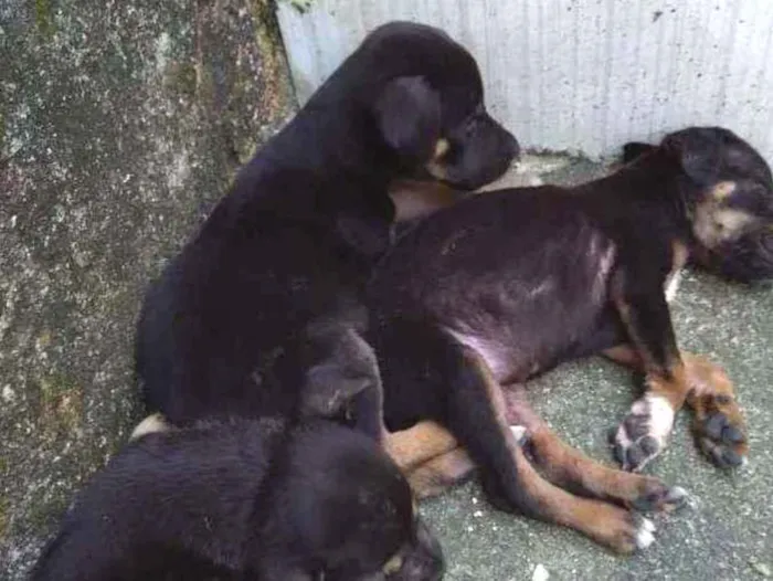 Cachorro ra a SRD idade Abaixo de 2 meses nome 3 marias