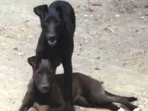 Cachorro raça RND idade 2 anos nome Lindezas