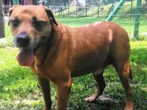 Cachorro raça SRD idade 6 ou mais anos nome Hulk