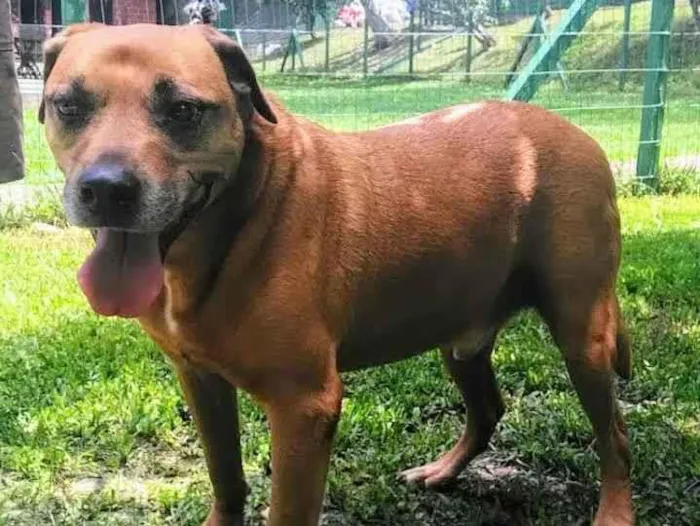 Cachorro ra a SRD idade 6 ou mais anos nome Hulk