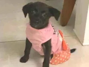 Cachorro raça SRD idade 2 a 6 meses nome Pepita