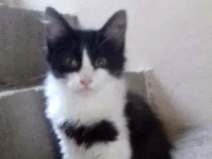 Gato raça SRD idade 2 a 6 meses nome LETÍCIA