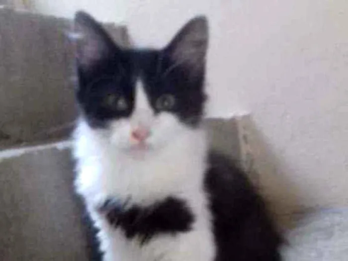 Gato raça SRD idade 2 a 6 meses nome LETÍCIA