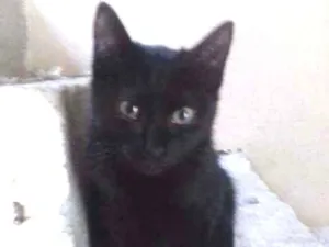 Gato raça SRD idade 2 a 6 meses nome DORINHA