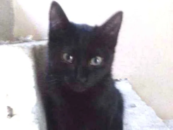 Gato raça SRD idade 2 a 6 meses nome DORINHA