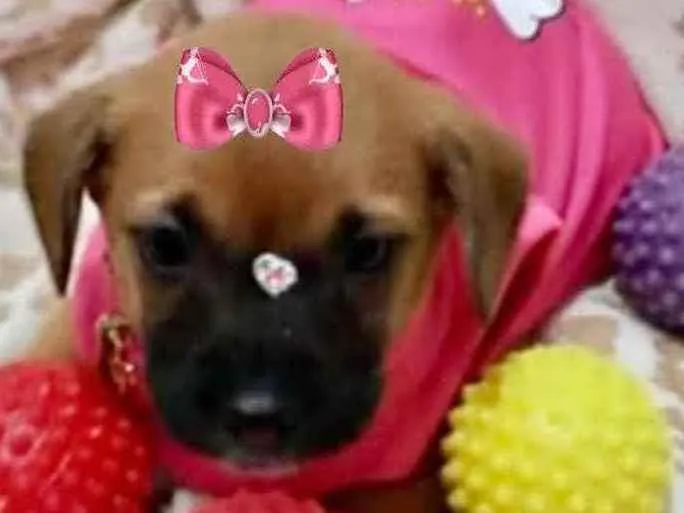 Cachorro ra a Mestiça  idade 2 a 6 meses nome Malu 