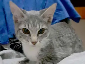 Gato raça srd idade 2 a 6 meses nome Trinity