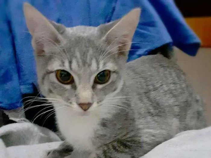 Gato ra a srd idade 2 a 6 meses nome Trinity