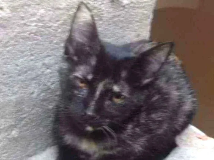 Gato raça SRD idade 2 a 6 meses nome DOLORES