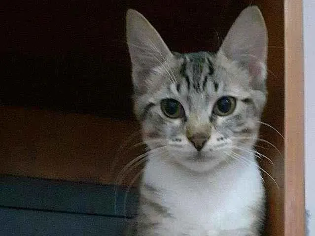 Gato ra a srd idade 2 a 6 meses nome Felicity