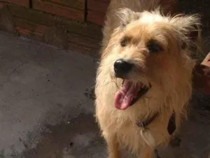 Cachorro raça Vira lata idade 1 ano nome Pipoca