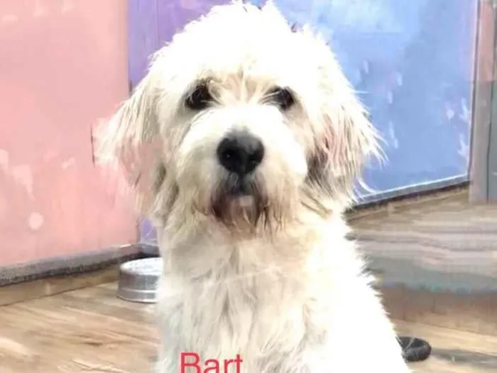 Bart 