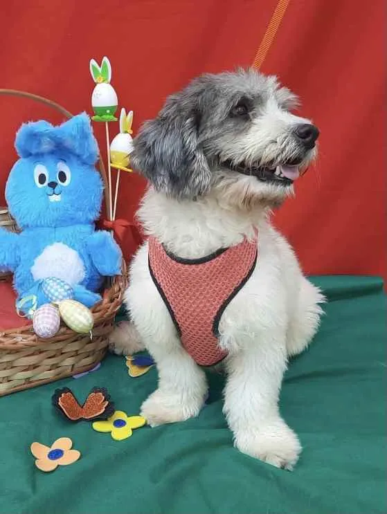 Cachorro ra a Shitzu  idade 2 anos nome Floquinho 