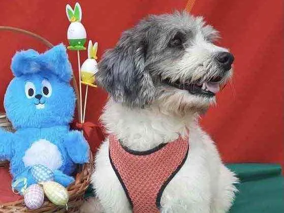 Cachorro ra a Shitzu  idade 2 anos nome Floquinho 