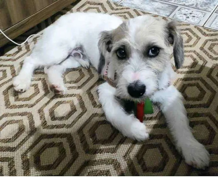 Cachorro ra a Mestiço  idade 1 ano nome Bold 