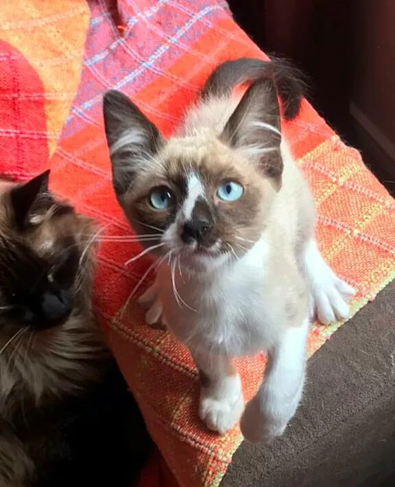 Gato ra a srd idade 2 a 6 meses nome Sirius