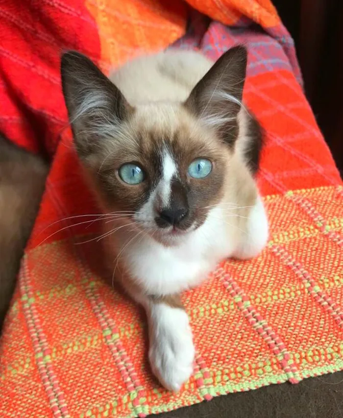 Gato ra a srd idade 2 a 6 meses nome Sirius