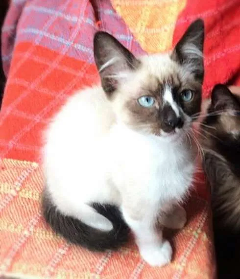 Gato ra a srd idade 2 a 6 meses nome Sirius