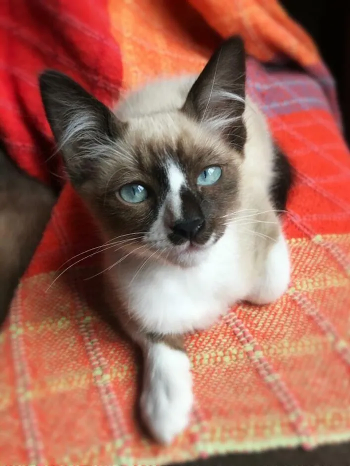 Gato ra a srd idade 2 a 6 meses nome Sirius