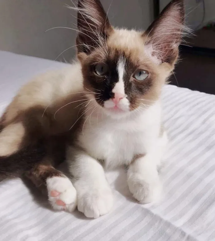 Gato ra a srd idade 2 a 6 meses nome Potter