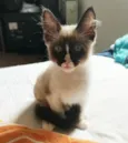 Potter