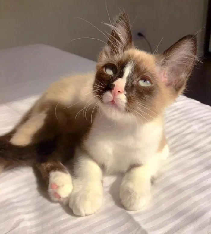 Gato ra a srd idade 2 a 6 meses nome Potter