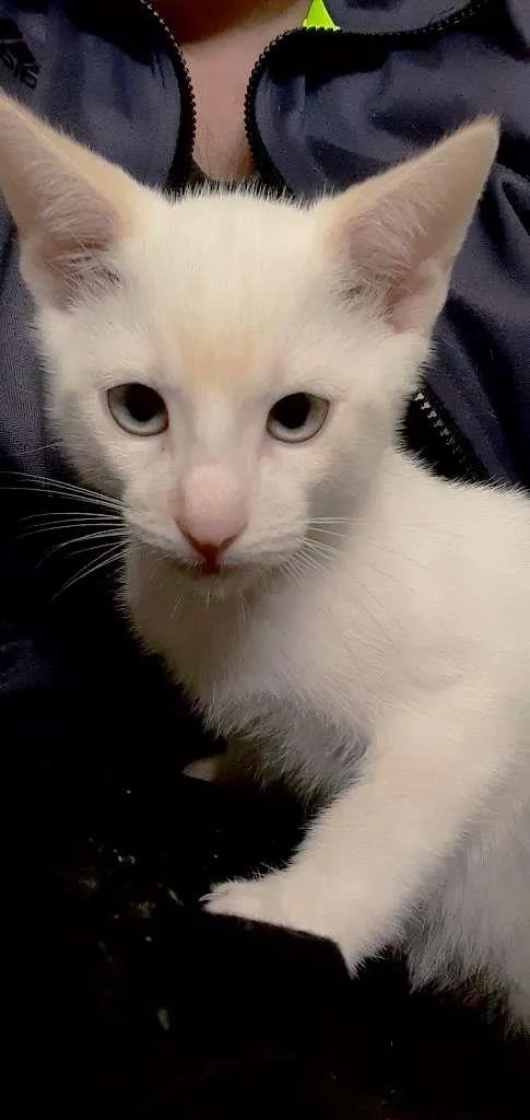 Gato ra a srd idade 2 a 6 meses nome Patrick