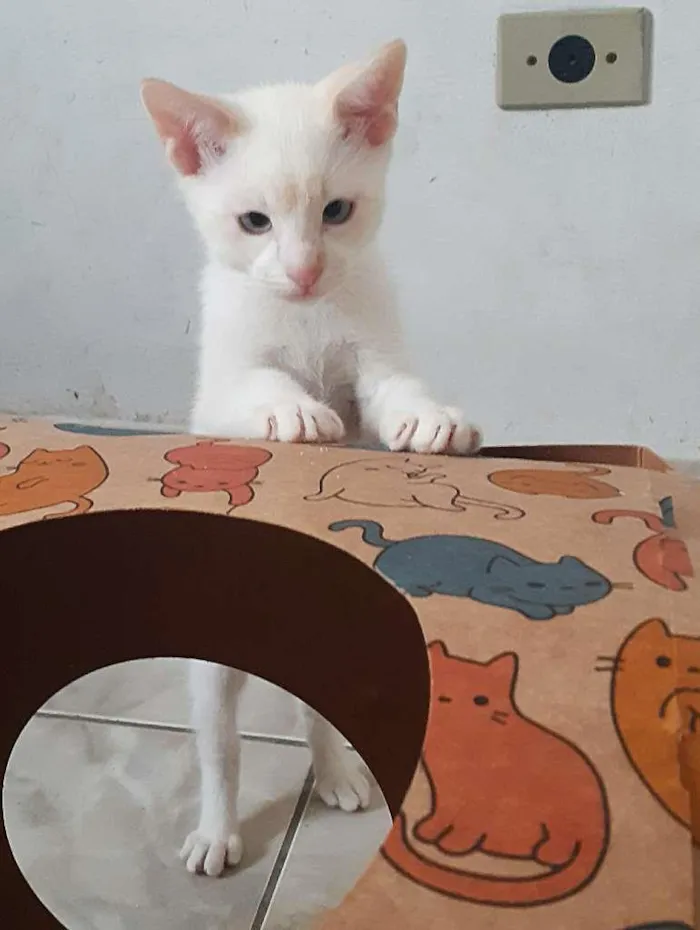 Gato ra a srd idade 2 a 6 meses nome Patrick