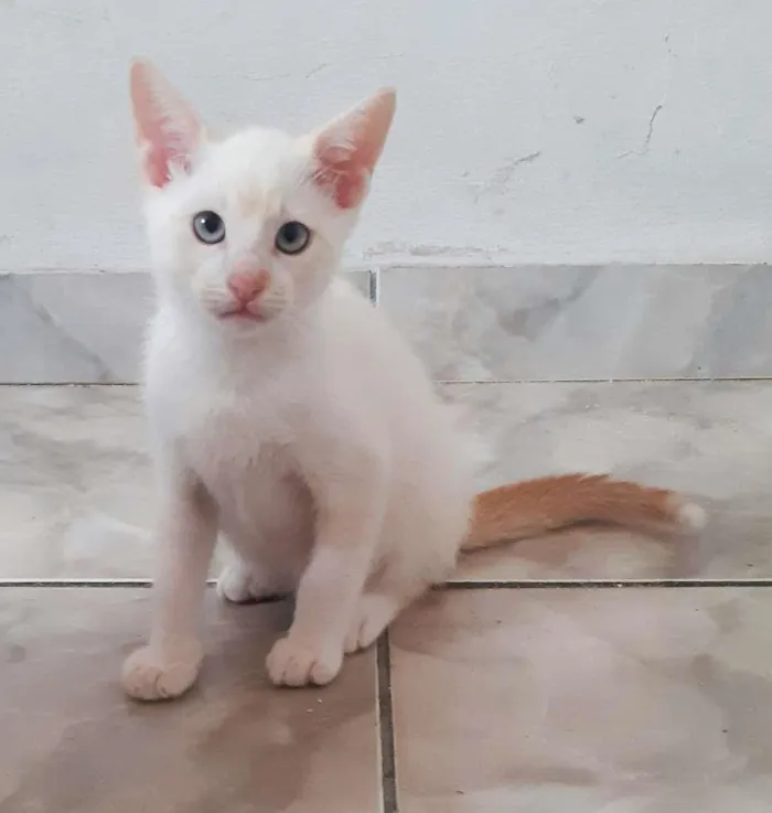 Gato ra a srd idade 2 a 6 meses nome Patrick
