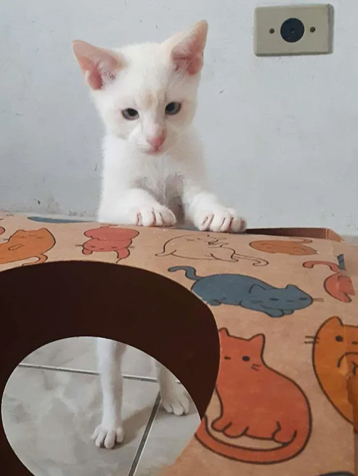 Gato ra a srd idade 2 a 6 meses nome Patrick
