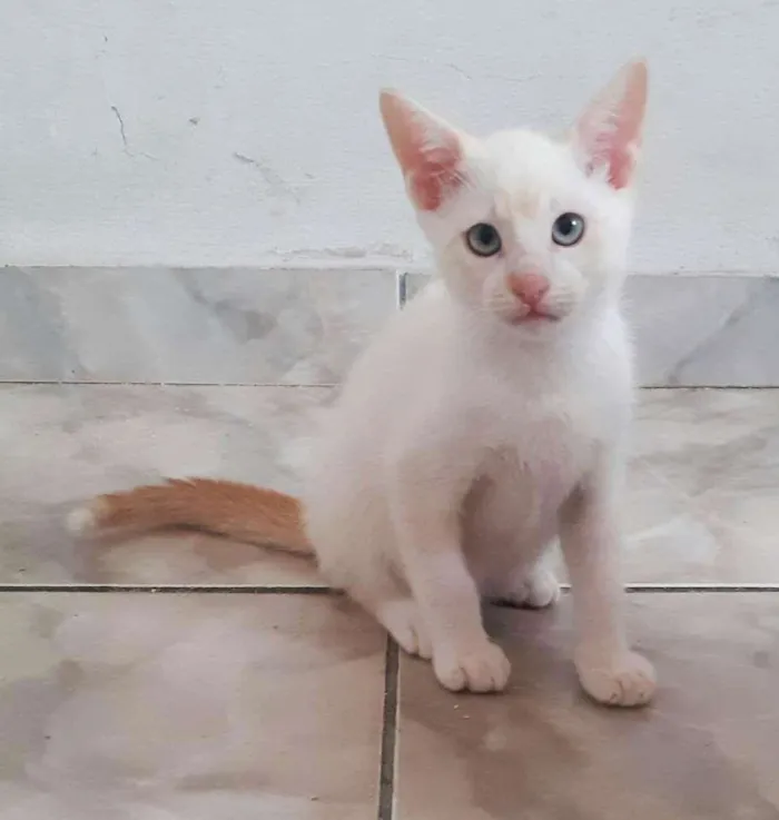 Gato ra a srd idade 2 a 6 meses nome Patrick