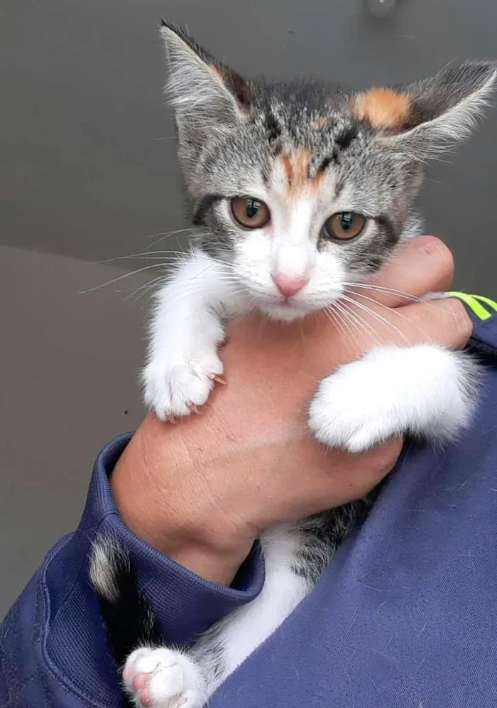 Gato ra a srd idade 2 a 6 meses nome Mari