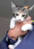 Mari