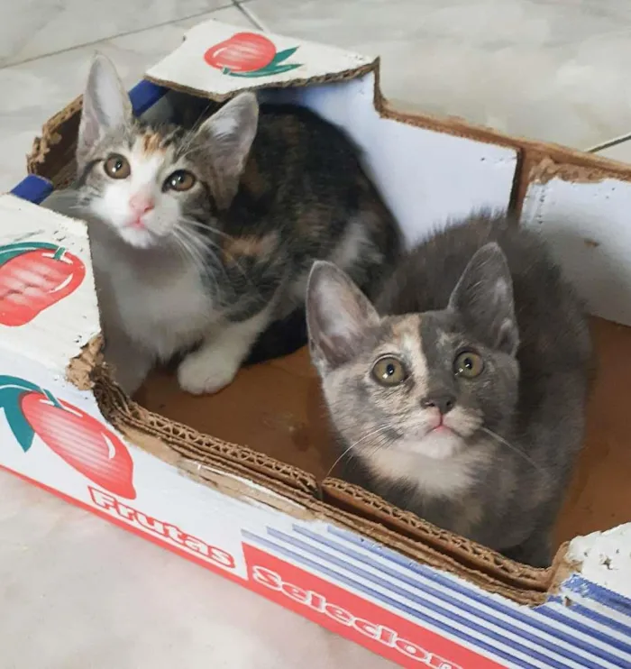 Gato ra a srd idade 2 a 6 meses nome Mari