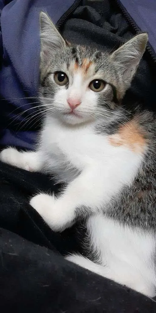 Gato ra a srd idade 2 a 6 meses nome Mari