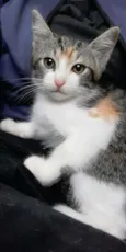 Mari