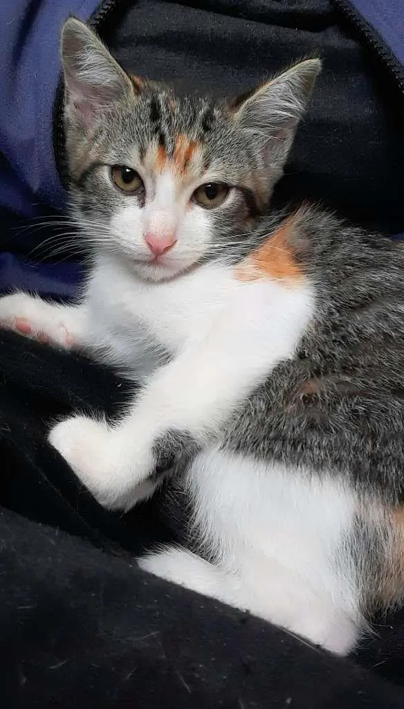 Gato ra a srd idade 2 a 6 meses nome Mari