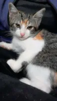 Mari