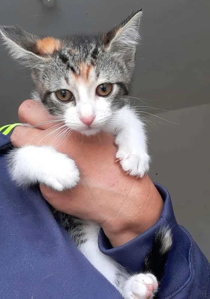 Gato ra a srd idade 2 a 6 meses nome Mari