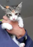 Mari