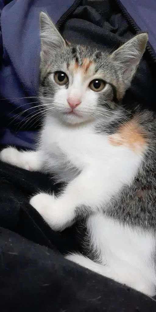 Gato ra a srd idade 2 a 6 meses nome Mari