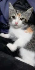 Mari