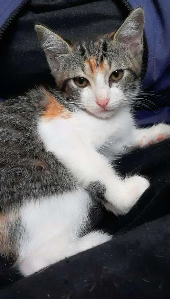 Gato ra a srd idade 2 a 6 meses nome Mari
