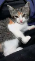Mari