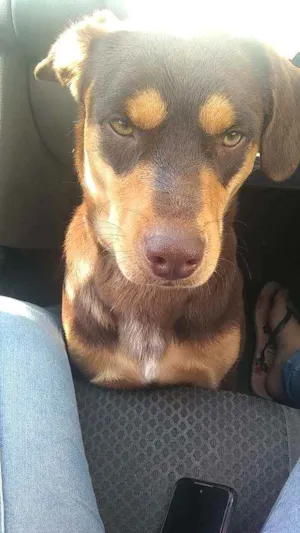 Cachorro raça Não sei  idade 1 ano nome Nike