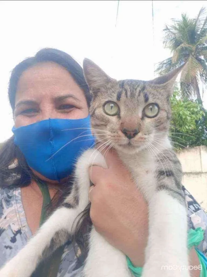 Gato ra a SRD idade 1 ano nome Zhask